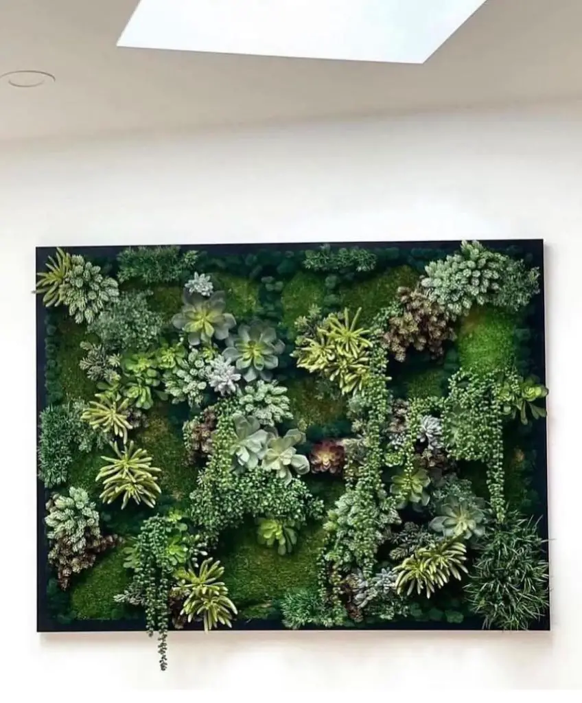 Silvery succulent wall art in dramatic black frame