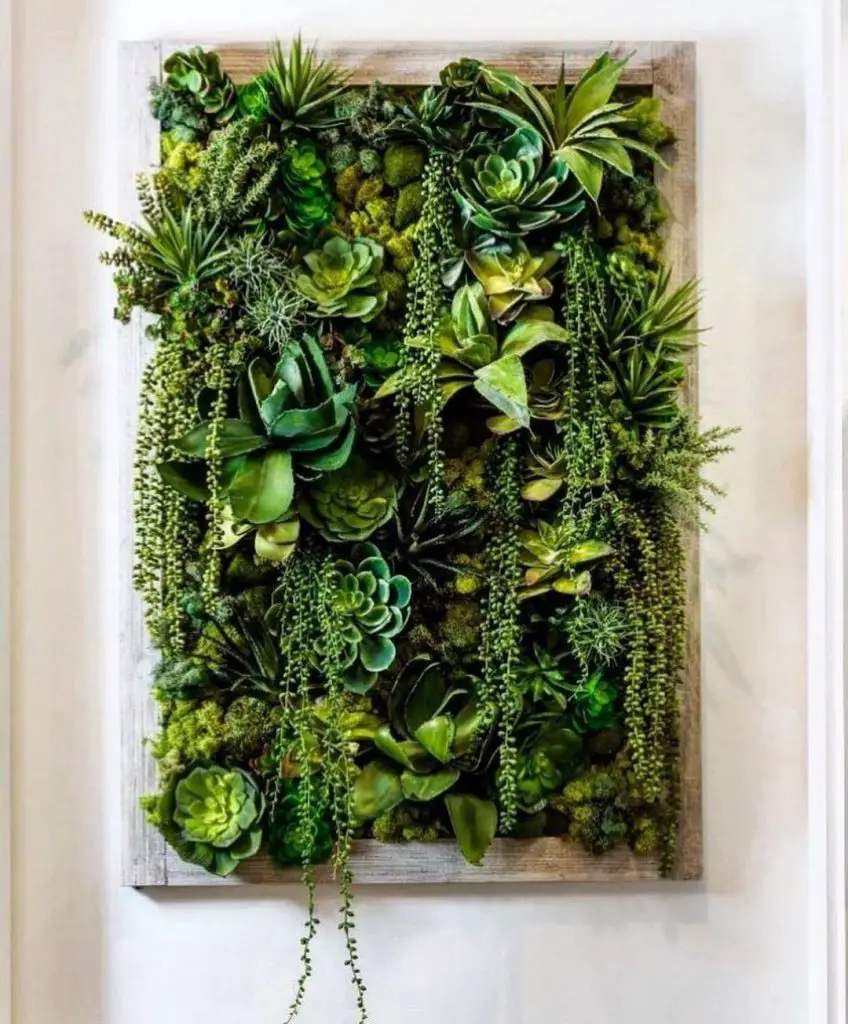 Vertical succulent garden in weathered wooden frame