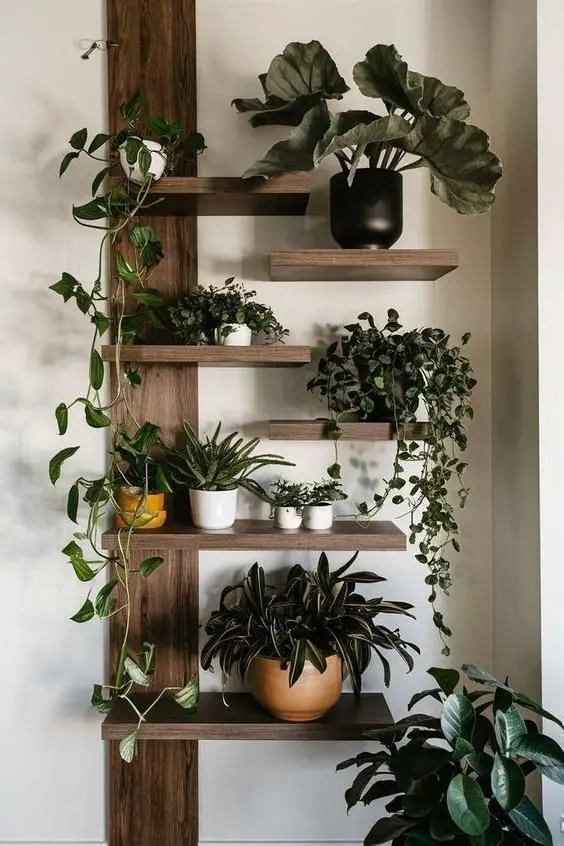 Dark wood wall-mounted plant shelves with mixed indoor plants