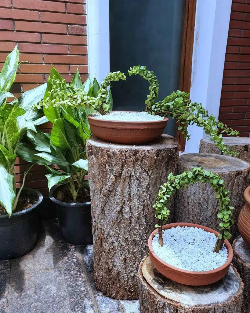 Succulent arrangement in a clay pot on wooden stumps with trailing plants