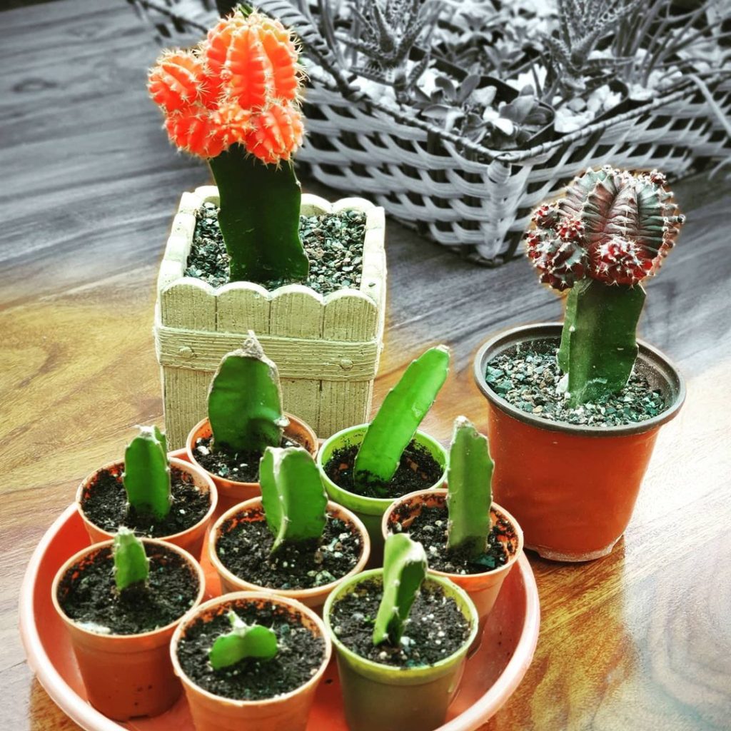 Colorful cactus propagation in budget containers