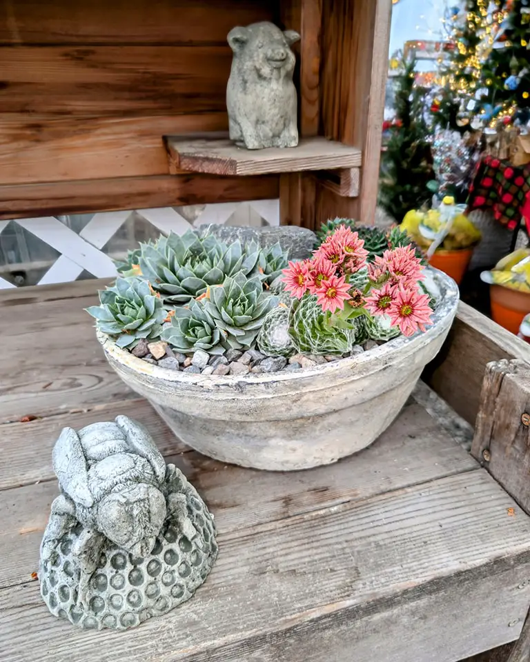 Succulent arrangement in a round planter with a frog statue and a stone pig on a wooden shelf