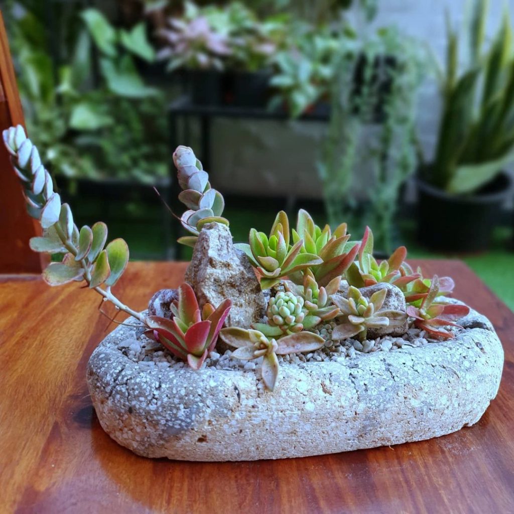 Succulent arrangement in a stone planter with various colors