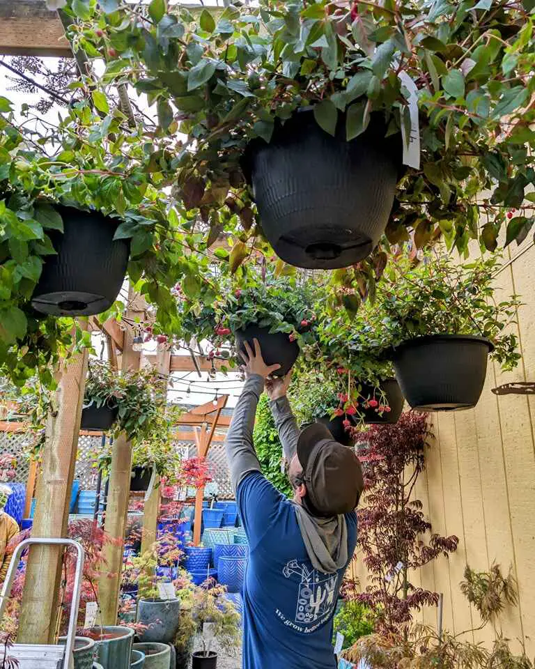 Person adjusting a hanging basket in a garden center filled with plants