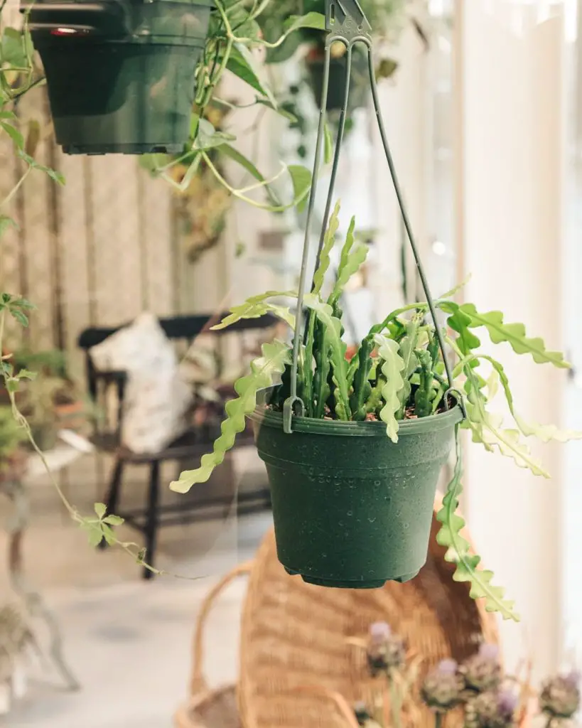 Hanging pot with a green fern in a cozy indoor setting.