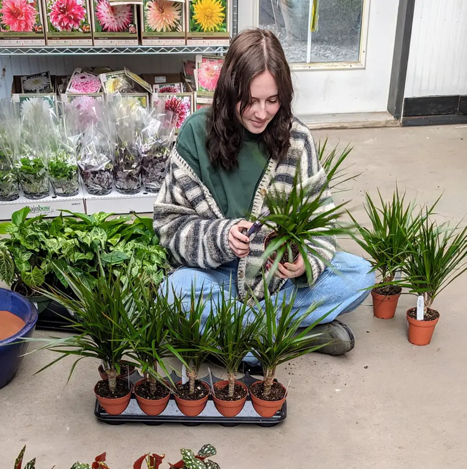 Person trimming a plant surrounded by potted plants and colorful flower displays