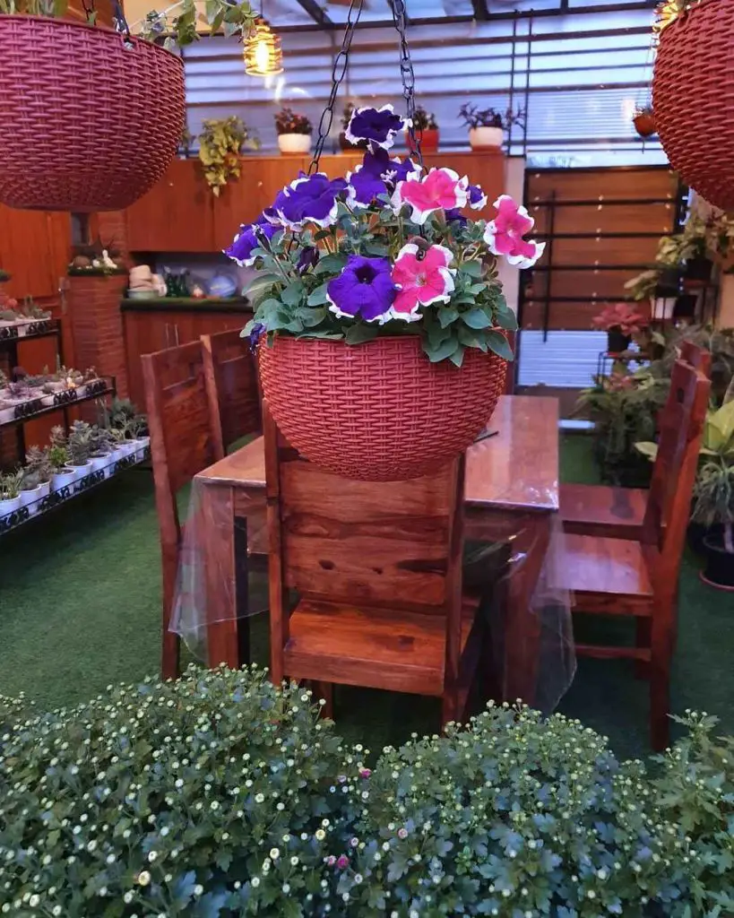 Indoor garden dining area with hanging flower baskets and wooden furniture