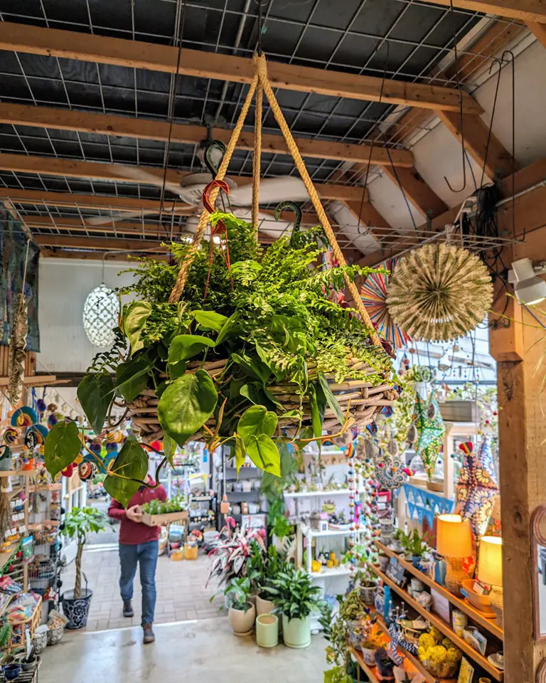 Hanging basket with green plants in a vibrant garden center with a shopper