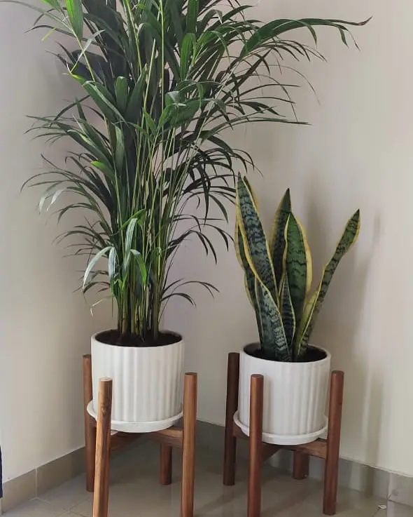 Two indoor plants in white planters on wooden mid-century modern stands