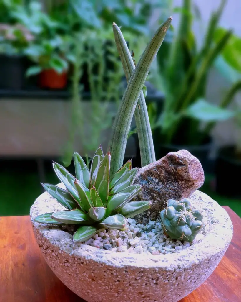 Desert Dreams Budget Bowl Display