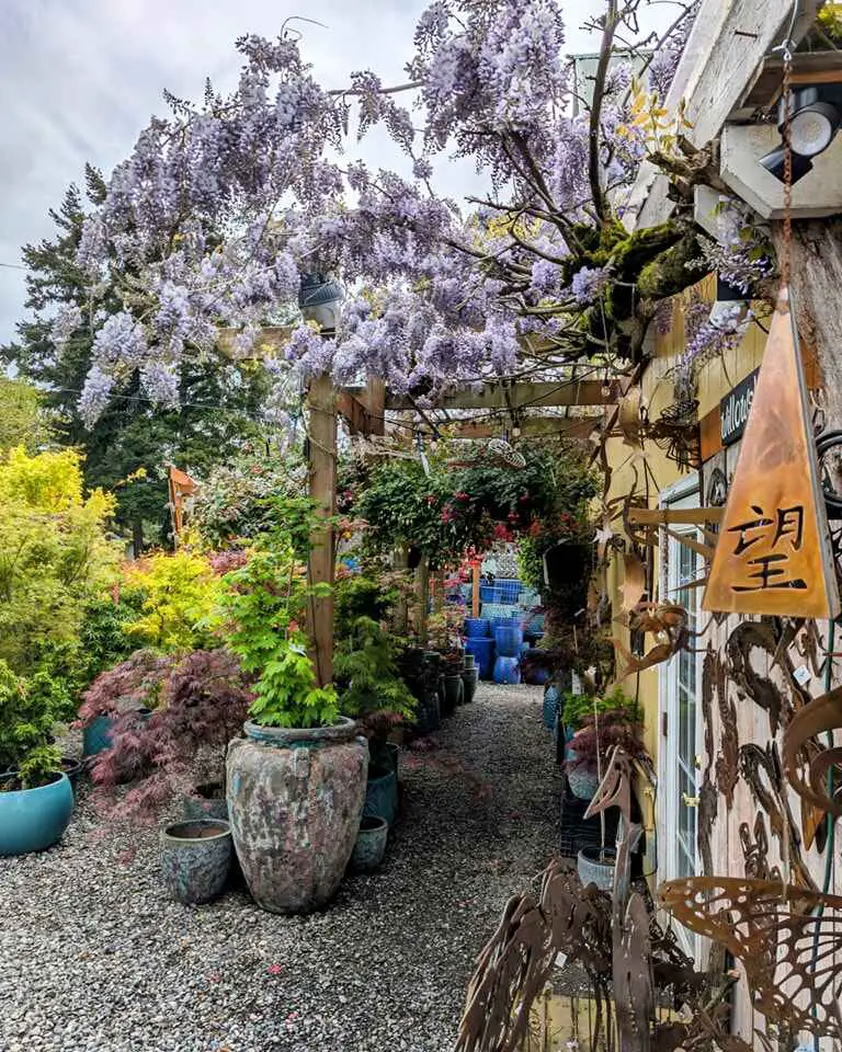 Garden pathway lined with colorful pots and wisteria overhead, featuring metal decorations