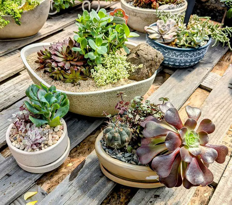 Variety of succulents in decorative pots on a rustic wooden table