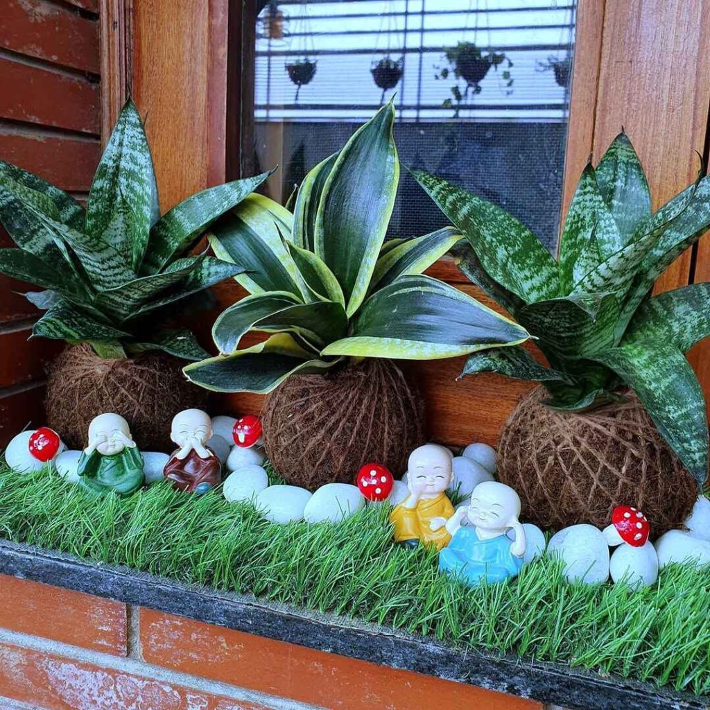 Snake plants in coconut balls with monk garden