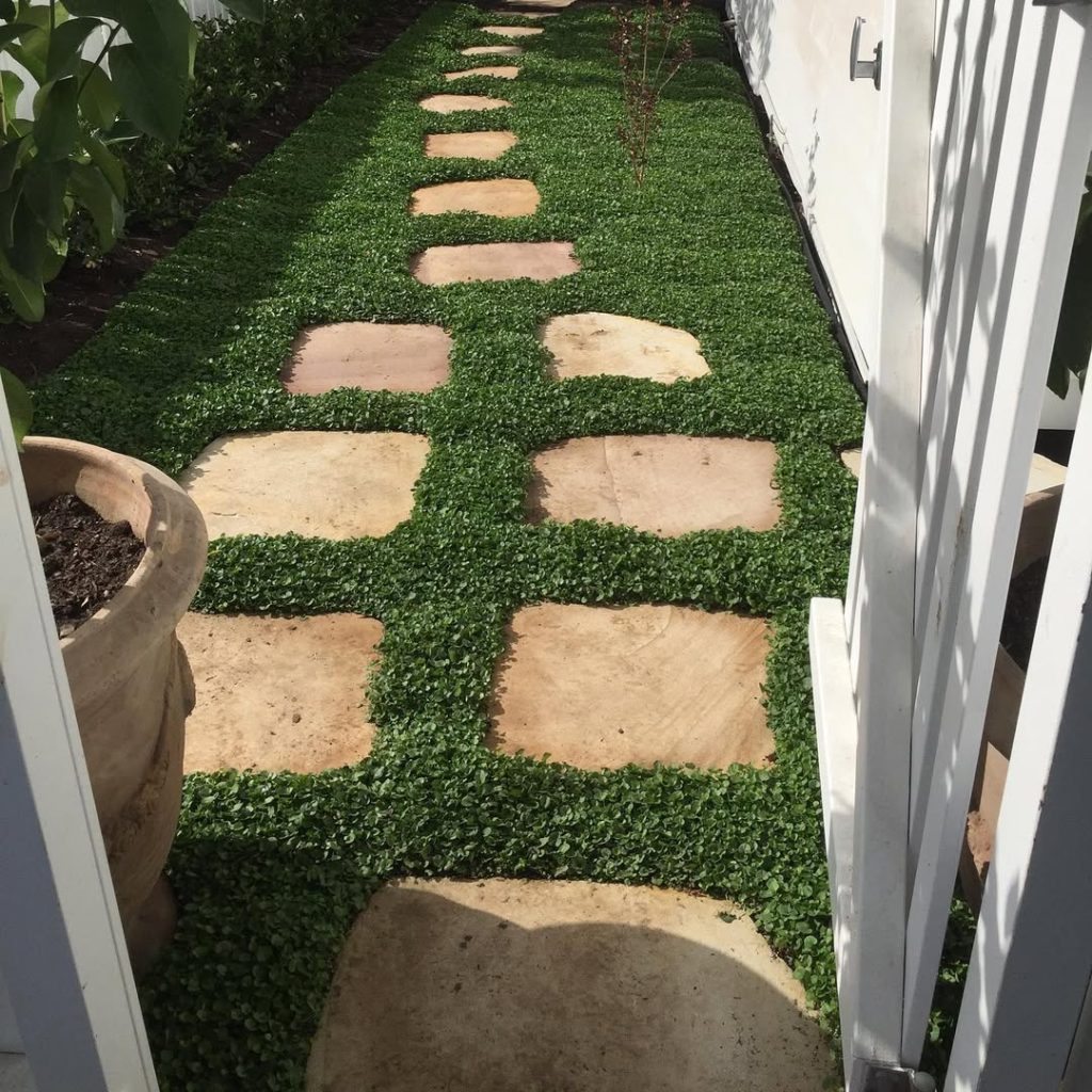 Stone stepping stones through Japanese maple garden with ground cover