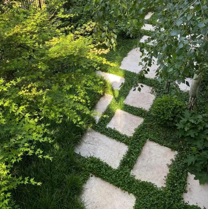 Modern stone pavers in organized pattern through manicured ground cover