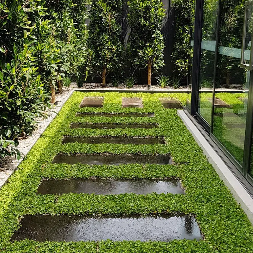 Modern stone pavers arranged in straight line through green ground cover