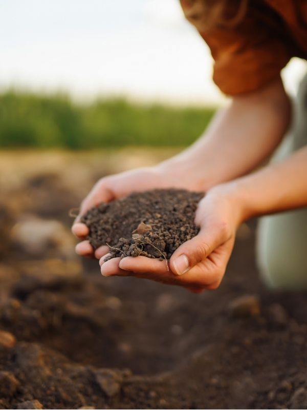 Hands holding rich soil in outdoor garden setting