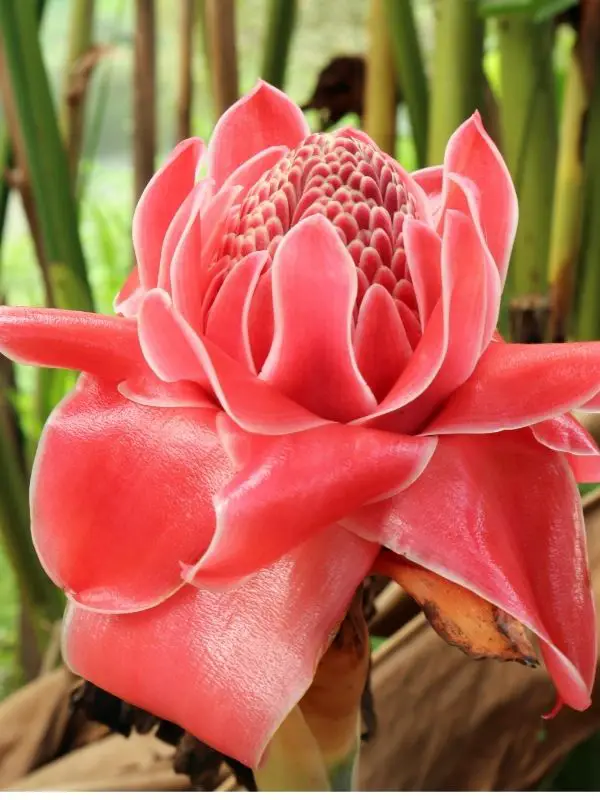 Red torch ginger flower with tropical green background