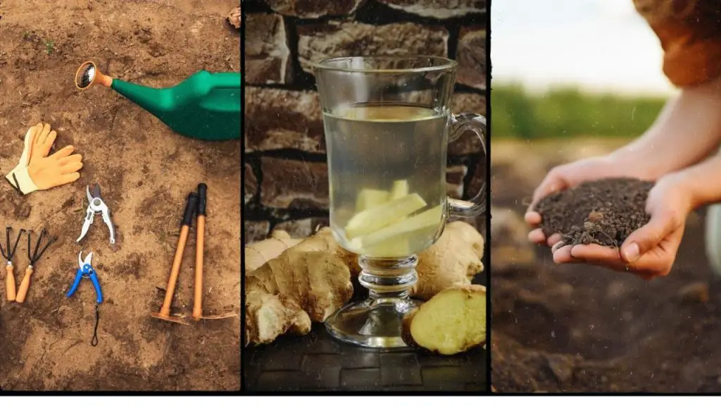 How to Grow Ginger Root at Home